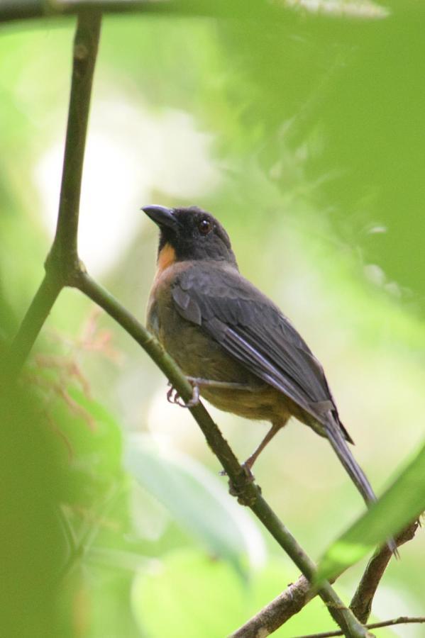 Esquinas Rainforest Lodge Golfito Dış mekan fotoğraf