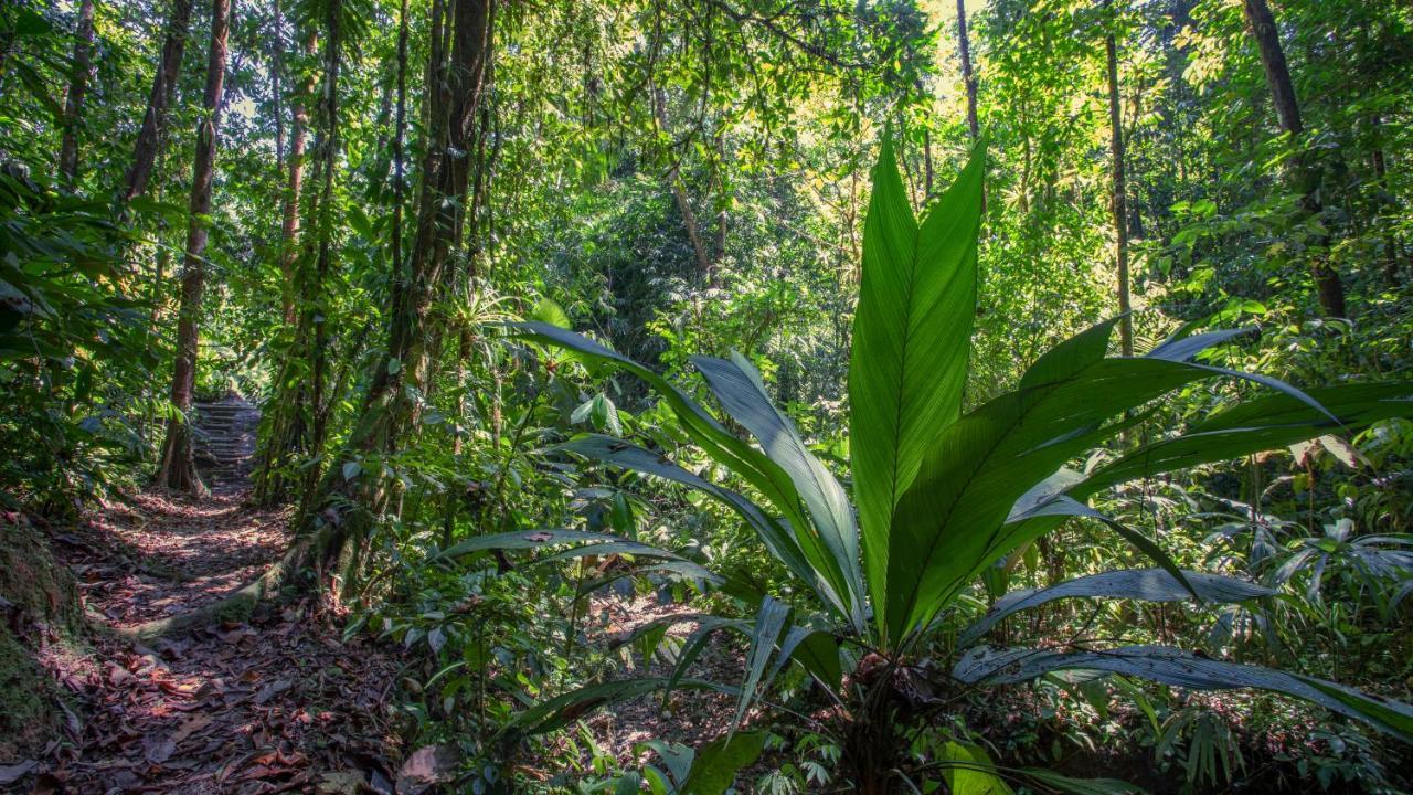 Esquinas Rainforest Lodge Golfito Dış mekan fotoğraf
